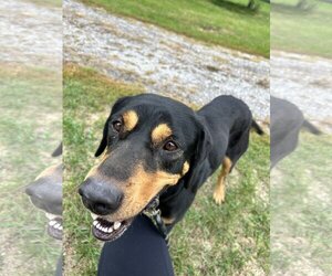 Coonhound-Unknown Mix Dogs for adoption in Williamsburg, IA, USA