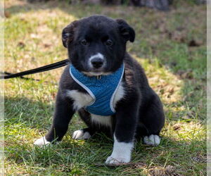Collie-Labrador Retriever Mix Dogs for adoption in Brooklyn Center, MN, USA
