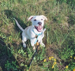 Australian Shepherd-Unknown Mix Dogs for adoption in Eden Prairie, MN, USA