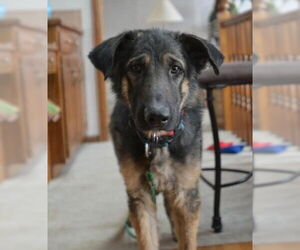 Medium Photo #2 German Shepherd Dog Puppy For Sale in Kansas City, MO, USA