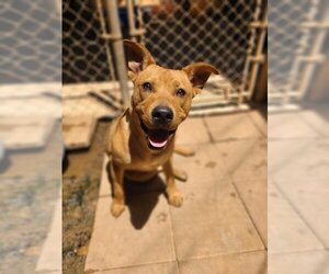 Mutt Dogs for adoption in Athens, AL, USA