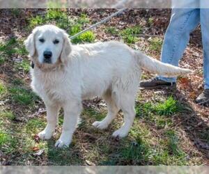Golden Pyrenees Dogs for adoption in Grafton, WI, USA