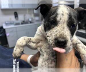 American Pit Bull Terrier-Unknown Mix Dogs for adoption in Visalia, CA, USA