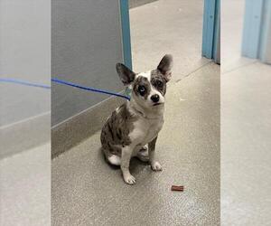 Medium Photo #1 French Bulldog-Unknown Mix Puppy For Sale in Las Vegas, NV, USA