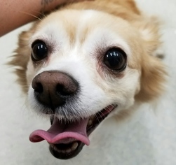 Chihuahua-Unknown Mix Dogs for adoption in Spokane, WA, USA