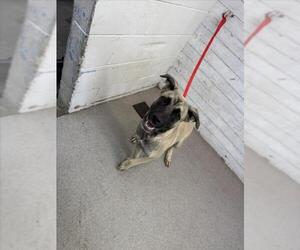 German Shepherd Dog-Unknown Mix Dogs for adoption in San Bernardino, CA, USA