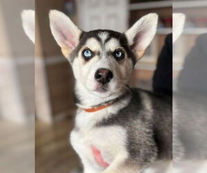 Siberian Husky Dogs for adoption in Matawan, NJ, USA
