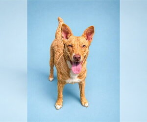 American Foxhound-Unknown Mix Dogs for adoption in Westminster, MD, USA