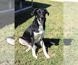 Mutt Dogs for adoption in Shelburne, VT, USA