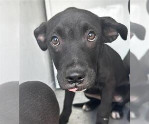 American Pit Bull Terrier-Unknown Mix Dogs for adoption in Sacramento, CA, USA