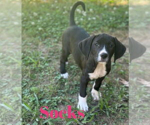Black Mouth Cur-Unknown Mix Dogs for adoption in Monticello, MS, USA