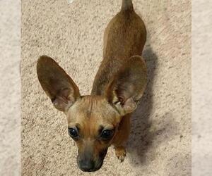 Chihuahua-Unknown Mix Dogs for adoption in Royse City, TX, USA