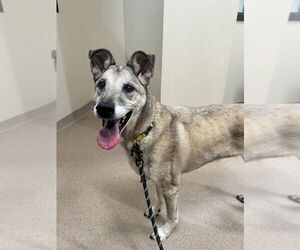 Mutt Dogs for adoption in Elmsford, NY, USA