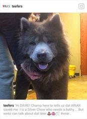 Chow Chow Dogs for adoption in White River Junction, VT, USA