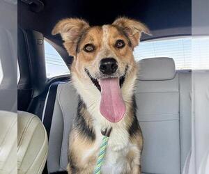 Australian Shepherd-Unknown Mix Dogs for adoption in Modesto, CA, USA