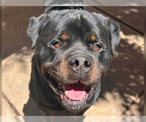 Rottweiler Dogs for adoption in Martinez, CA, USA