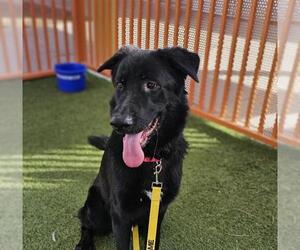 Shepradors Dogs for adoption in Las Vegas, NV, USA