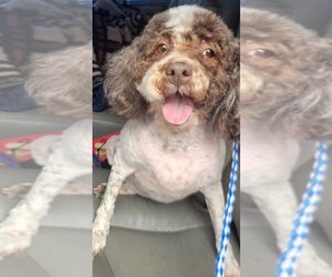 Poodle (Miniature) Dogs for adoption in San Antonio, TX, USA