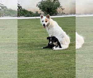 Border Collie-Unknown Mix Dogs for adoption in Paso Robles, CA, USA
