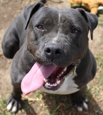 Staffordshire Bull Terrier-Unknown Mix Dogs for adoption in Studio City, CA, USA