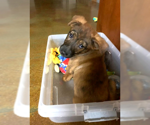 Mutt Dogs for adoption in CHANDLER, AZ, USA