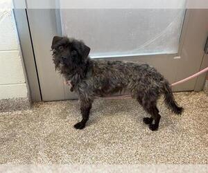 Mutt Dogs for adoption in Pueblo, CO, USA