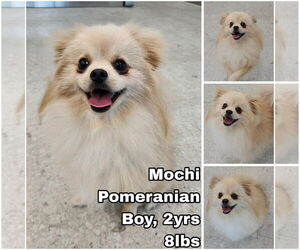 Pomeranian Dogs for adoption in Seattle, WA, USA