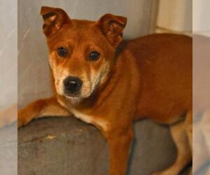 Bearded Collie-Unknown Mix Dogs for adoption in San Antonio, TX, USA