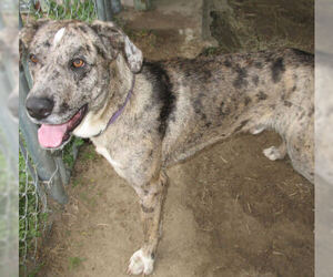 Great Dane-Unknown Mix Dogs for adoption in Ben Wheeler, TX, USA