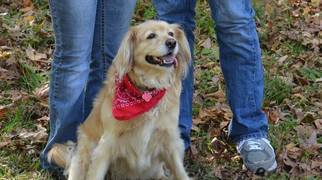 Golden Cocker Retriever Dogs for adoption in Tuscaloosa, AL, USA