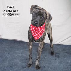 Mastiff Dogs for adoption in Conroe, TX, USA