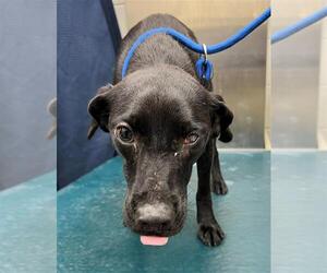 Rat Terrier-Unknown Mix Dogs for adoption in Mobile, AL, USA