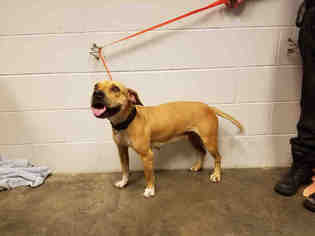 Black Mouth Cur Dogs for adoption in St. Cloud, FL, USA