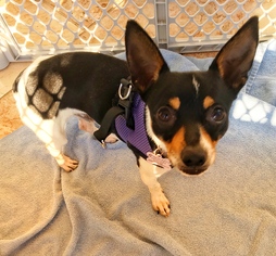 Rat Terrier Dogs for adoption in Brookeville, MD, USA