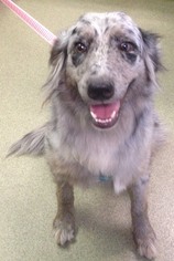 Australian Shepherd-Unknown Mix Dogs for adoption in Valley Falls, KS, USA