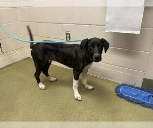 Labrador Retriever-Unknown Mix Dogs for adoption in Moreno Valley, CA, USA
