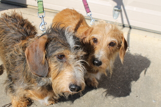 Dachshund Dogs for adoption in Westminster, MD, USA