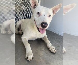 Mutt Dogs for adoption in Bakersfield, CA, USA