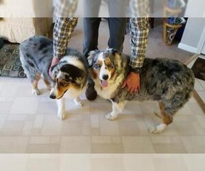 Australian Shepherd Dogs for adoption in Mundelein, IL, USA