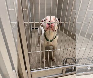 Boxer-Unknown Mix Dogs for adoption in Virginia Beach, VA, USA