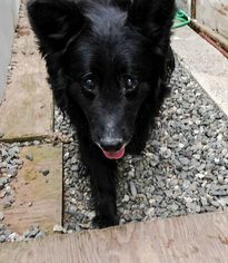 Medium Photo #1 Border-Aussie Puppy For Sale in Chico, CA, USA