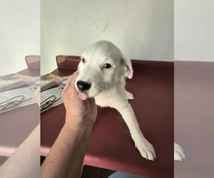 Beagle-Unknown Mix Dogs for adoption in Stover, MO, USA