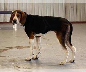 Treeing Walker Coonhound Dogs for adoption in Hanford, CA, USA