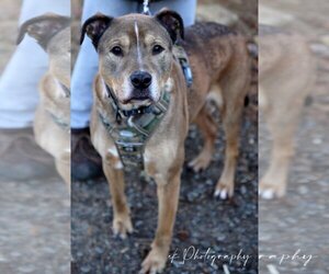 American Pit Bull Terrier-Labrador Retriever Mix Dogs for adoption in Rockaway, NJ, USA