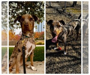 Catahoula Leopard Dog-Unknown Mix Dogs for adoption in Norman, OK, USA
