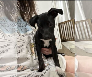 Chihuahua-Unknown Mix Dogs for adoption in Ball Ground, GA, USA
