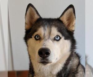 Siberian Husky Dogs for adoption in Kanab, UT, USA