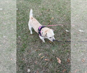 Border Terrier-Unknown Mix Dogs for adoption in Walnutport, PA, USA