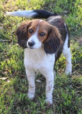 Beaglier Dogs for adoption in PIPE CREEK, TX, USA