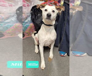 American Pit Bull Terrier-Unknown Mix Dogs for adoption in Richmond, IN, USA